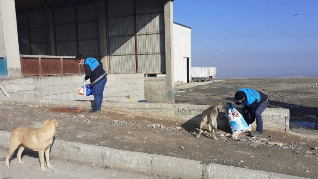 Battalgazi Belediyesi Sokak Hayvanlarını Unutmadı