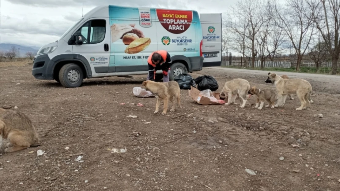 Bayat Ekmek ve Mamalar İle Sokak Hayvanları Besleniyor