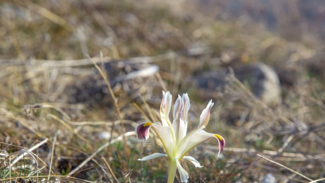 Beydağı'nın eteklerinde nevruz çiçekleri açtı