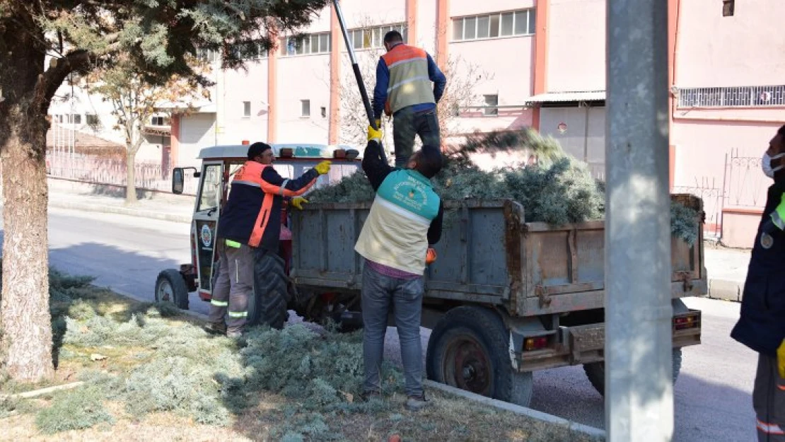 Budama Ve Form Çalışmaları Aralıksız Devam Ediyor