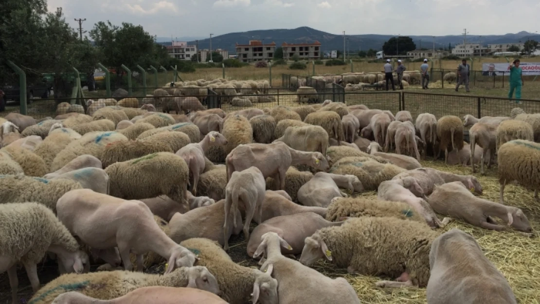 Sürüsüne bereket!