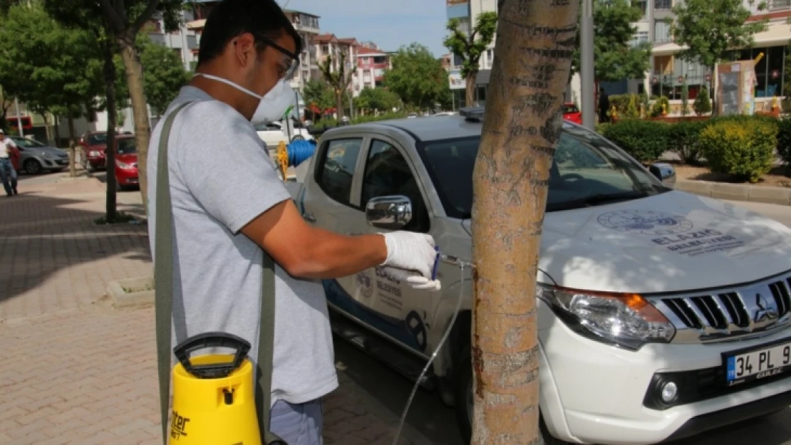 Ağaçlar Enjeksiyon Yöntemiyle Korunuyor