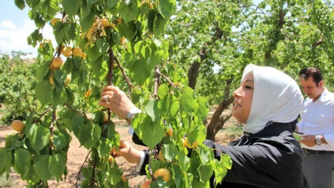 Çalık, 'Kayısı Birlik için çalışma yürütülecek'