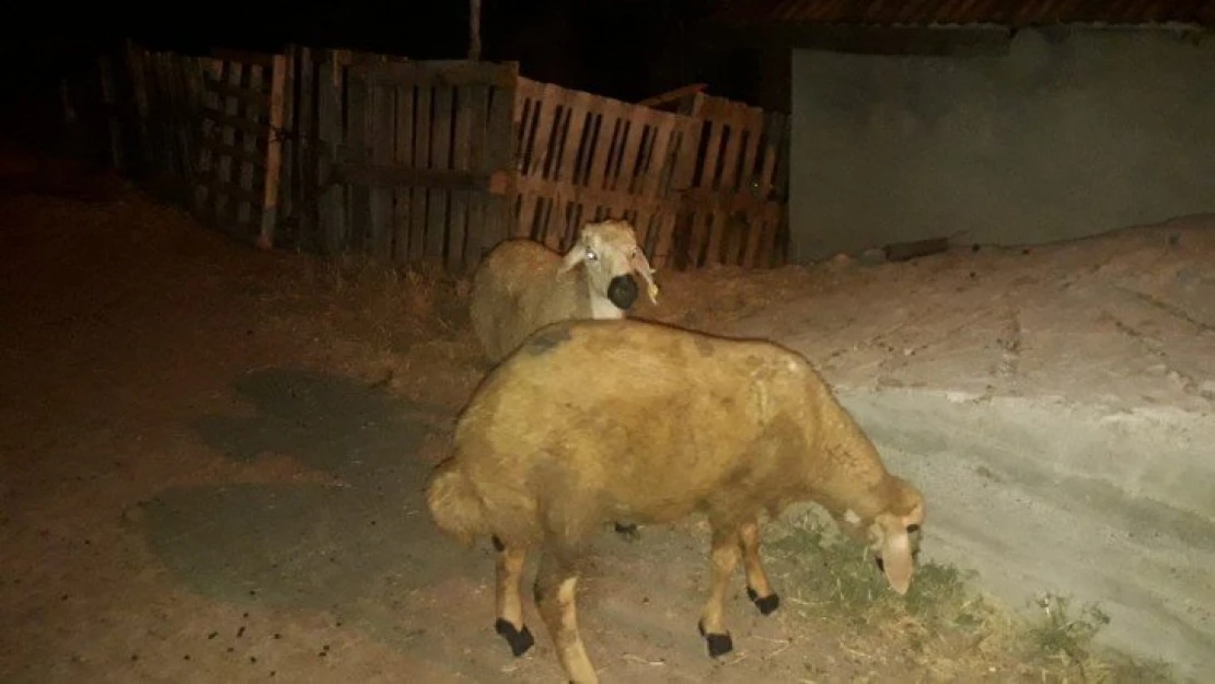 Çalınan Koyunlar sahibine teslim edildi