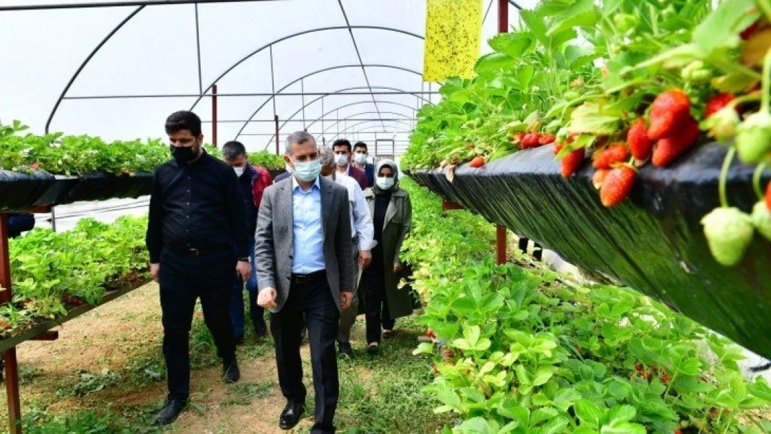 Çilek Üretimleri Hız Kazandı