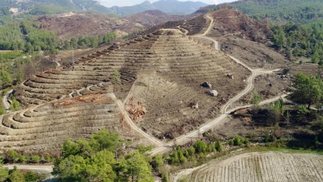 Dalaman Ve Göcek Ormanları Küllerinden Yeniden Doğuyor