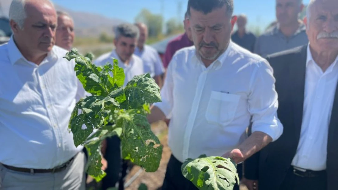 Doğanşehir'de Tütünü Dolu Vurdu