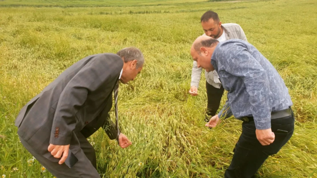 Dolu Yağışı Ekinlere Zarar Verdi