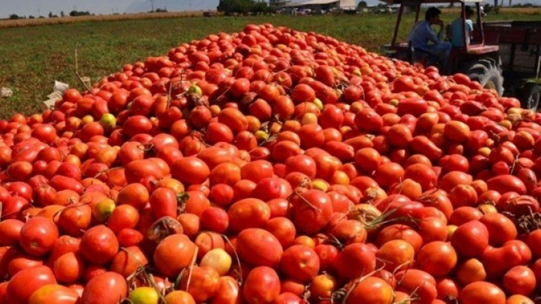 Domates tarlada kaldı. İhracat acilen açılmalı