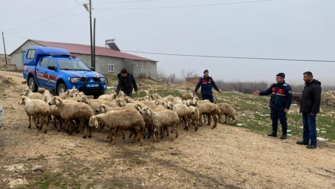 Drone Çekimi ile kayıp hayvanlar bulundu