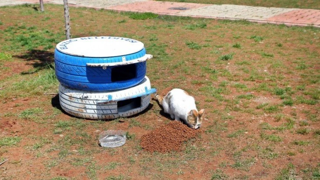 Elazığ Belediyesi Sokak Hayvanları İçin Park Ve Bahçelere Mama Bırakıyor