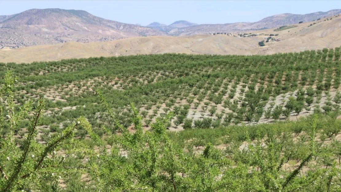 Elazığ'da 5 yılda 200 bini aşkın badem fidanı toprakla buluşturuldu