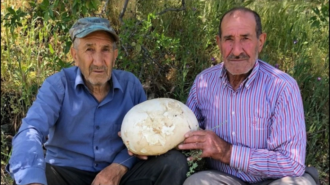 Elazığ'da bir kişi 4'er kilogram ağırlığında 2 meşe mantarı buldu