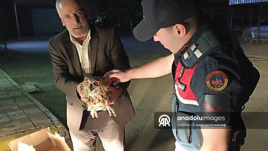 Elazığ'da yaralı bulunan 2 baykuş koruma altına alındı