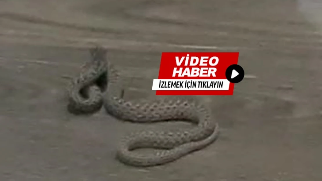 Elazığ'da Zafran TOKİ Konutlarında Bir Eve Yılan Girdi