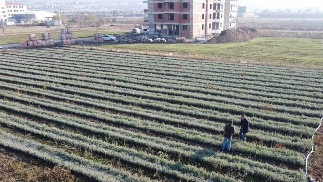 Elazığlı girişimcinin ürettiği lavanta fideleri 7 ülkede bahçeleri süslüyor