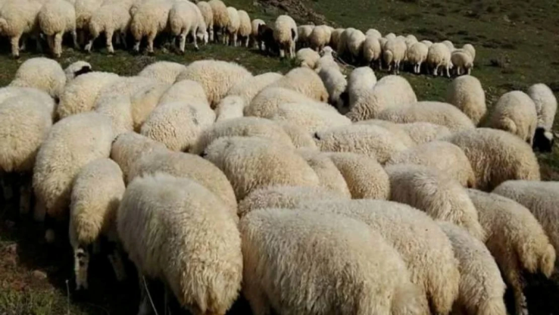 Erzurum'da çalınan 43 koyun Bingöl'de bulundu