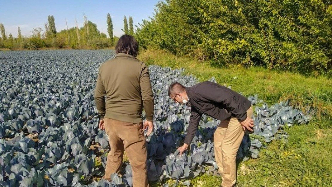 Esenlik'ten tarladan sofralara