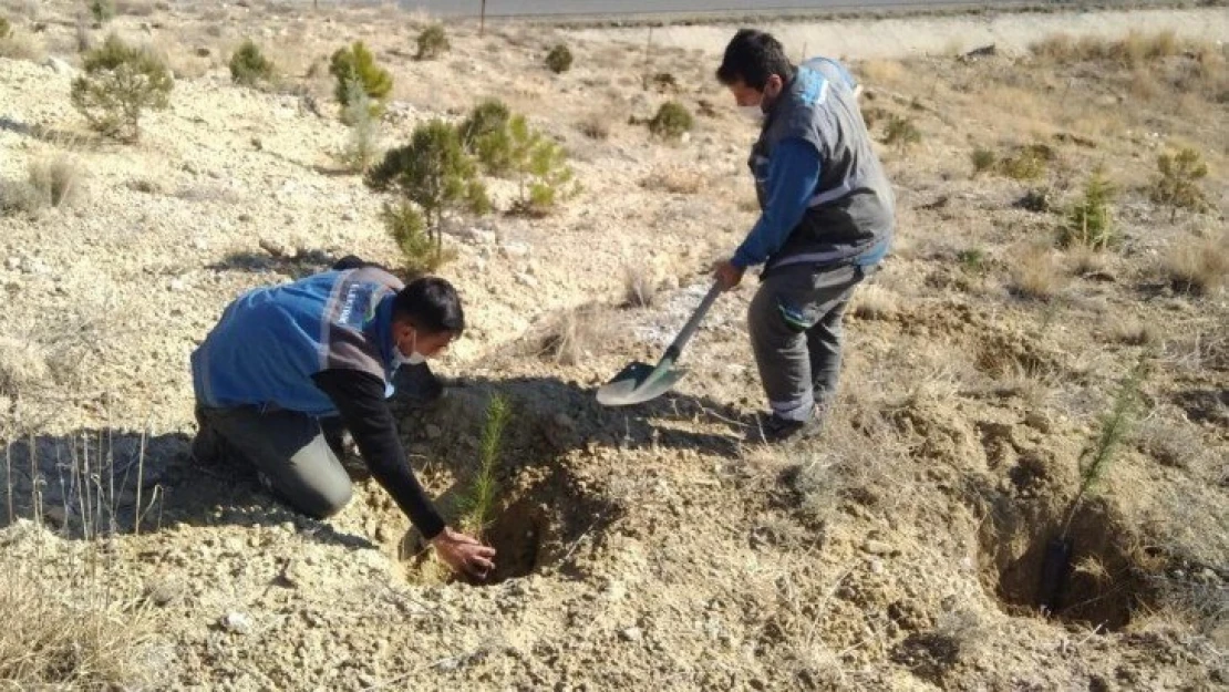 Fırat Edaş Malatya'da Diktiği Fidanlarla Doğaya Nefes Oldu