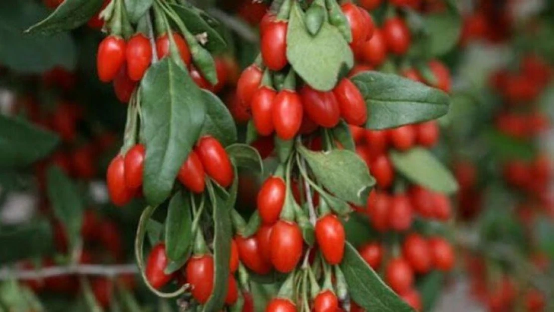 Goji berry (Kurt üzümü) Faydaları ve Zararları !