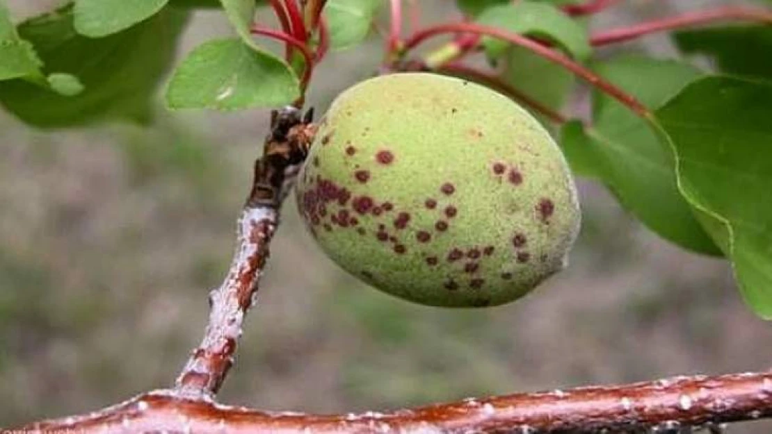 Kayısıda Yaprak Delen(Çil) Hastalığı Mücadelesi