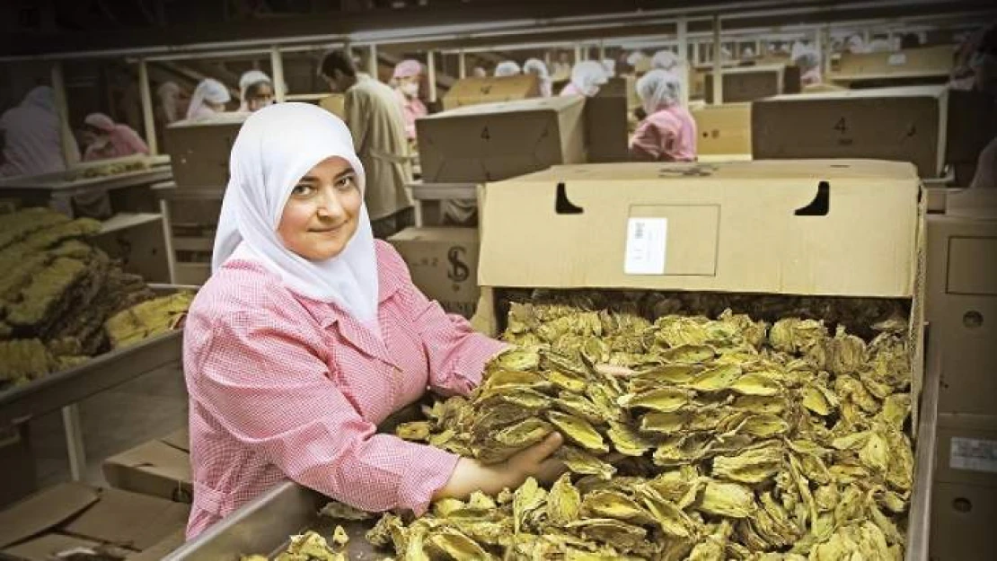 Tütün sektöründe tek tip paket ve kapalı dolap krizi