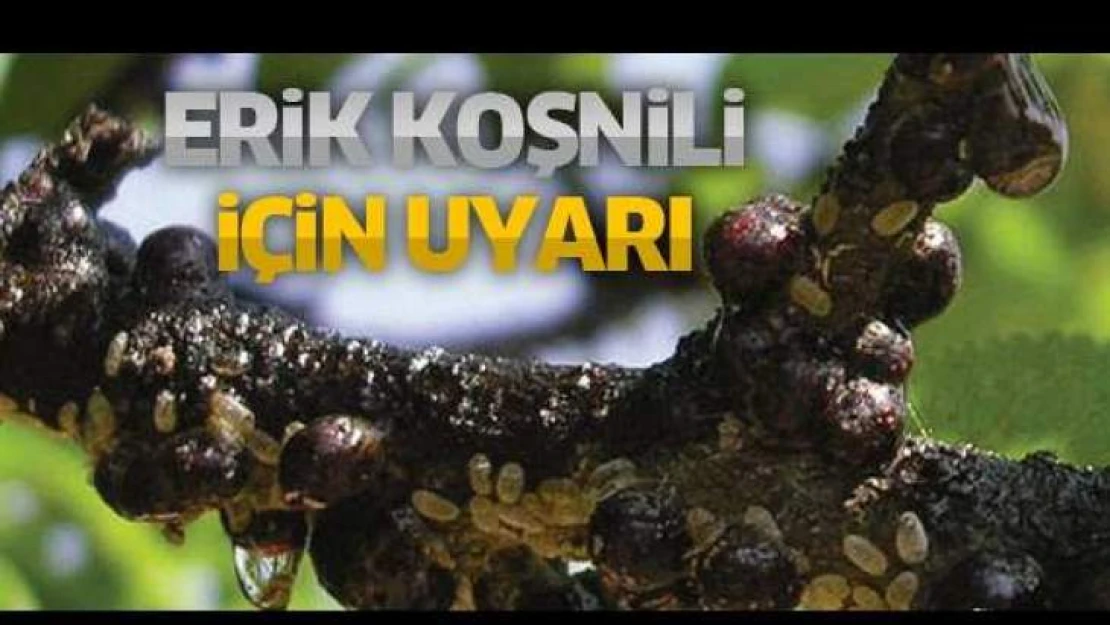 Erik Koşnili İçin Uyarı