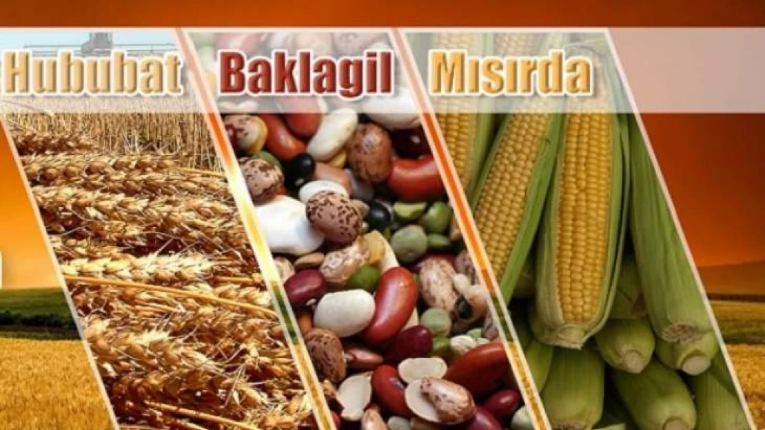 Hububat, baklagil ve mısırda prim başvurusu