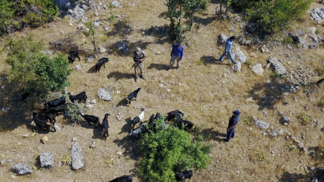 Kaybolan sürü drone ile bulundu