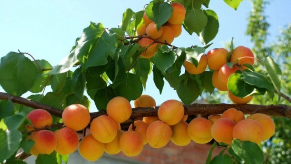 Kayısı Ağaçlarında Sonbahar Mücadelesi