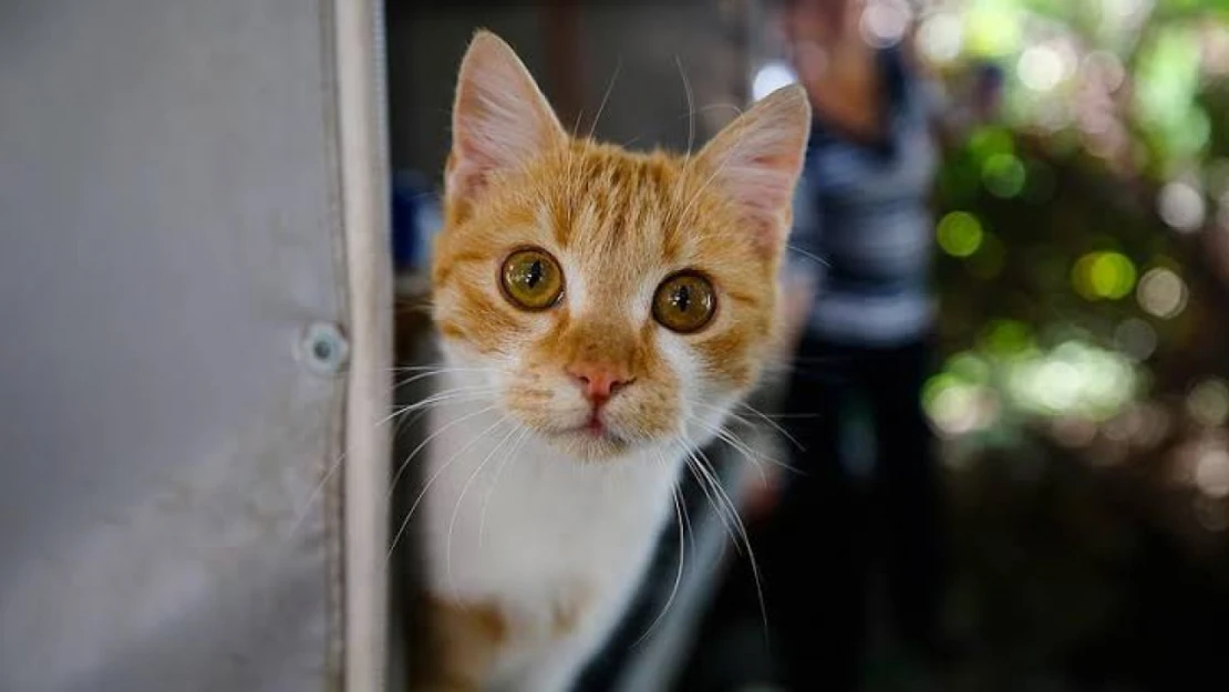 Kedi Maması Çeşitleri Neler