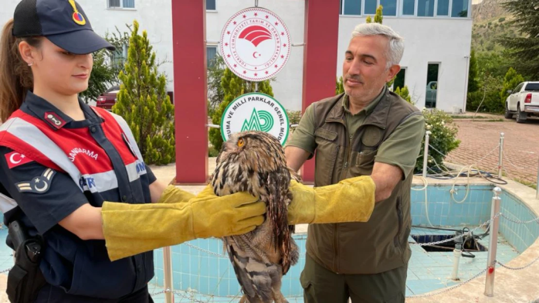 Kulaklı Orman Baykuşu yaralı halde bulundu