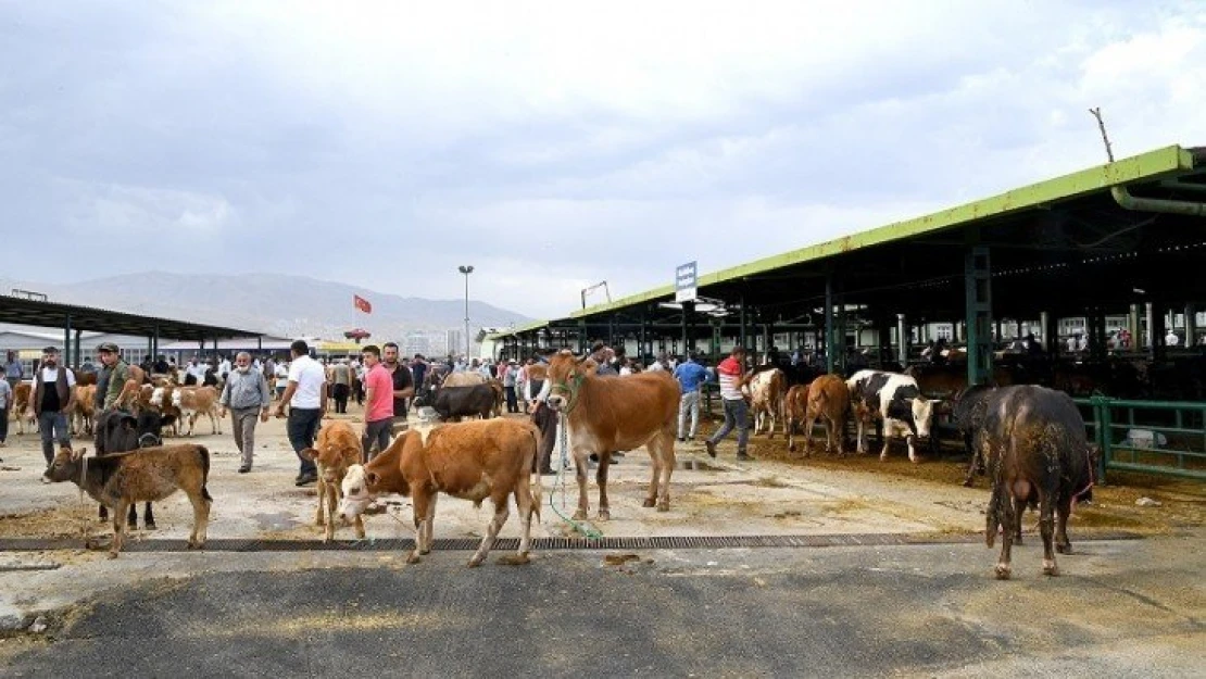 Kurban Kesim Alanlarda Dezenfekte Ve İlaçlama Çalışmaları Yapılacak