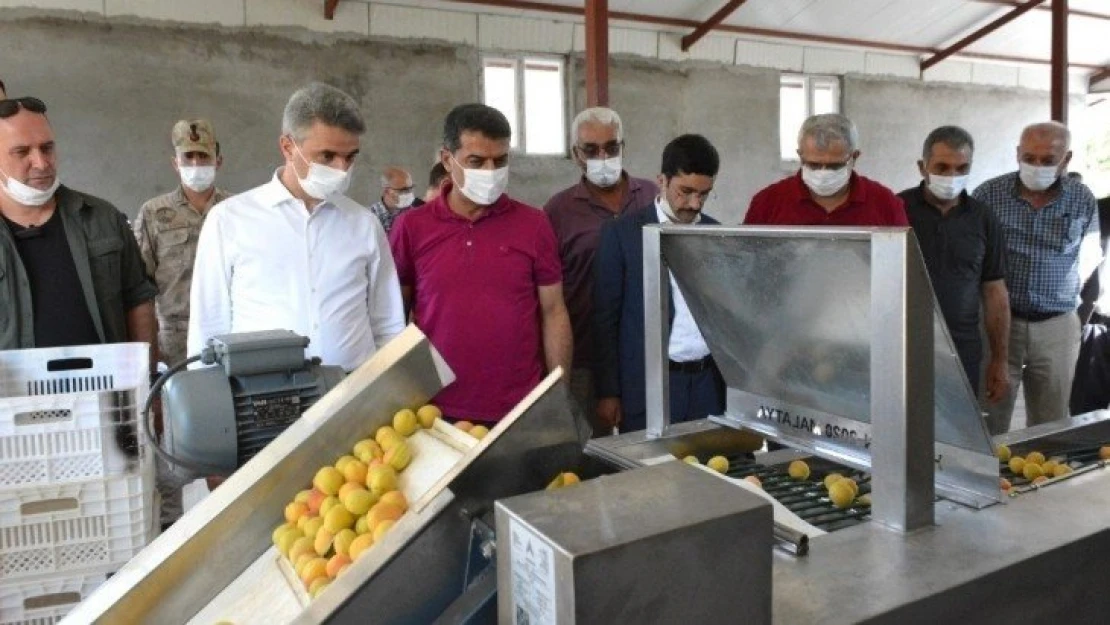 Kuru kayısının başına çifte talih kuşu kondu