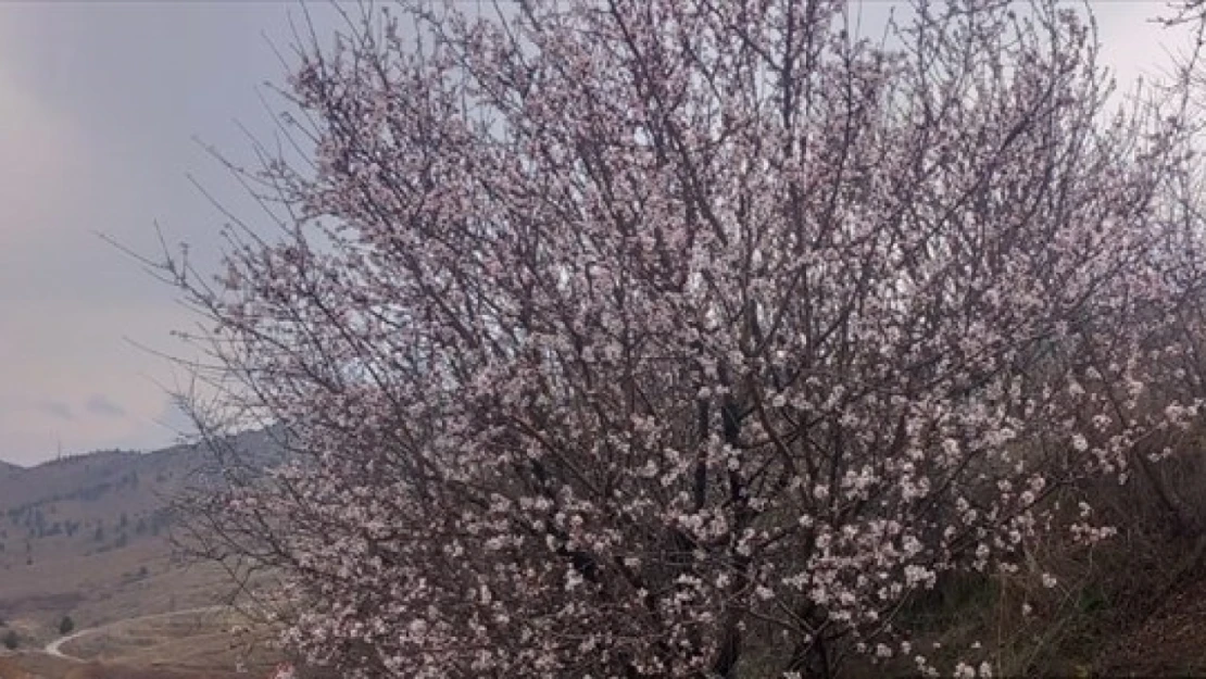 Malatya'da badem ağaçları çiçek açtı