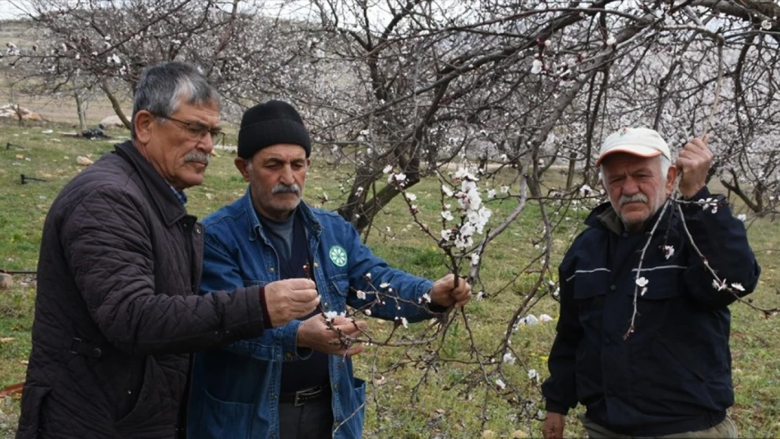 Malatya'da çiçek açan kayısı ağaçlarına zirai don uyarısı