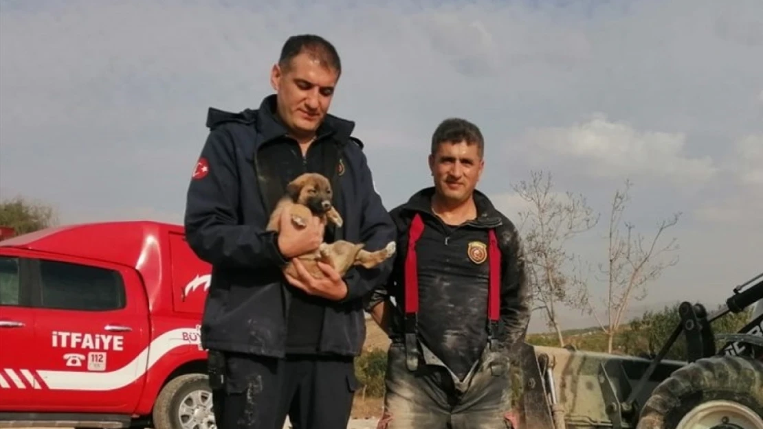 Malatya'da enkaz altında mahsur kalan köpek kurtarıldı