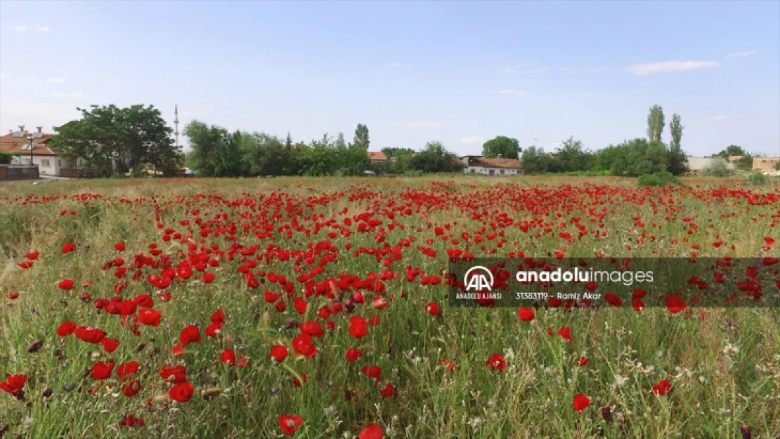 Malatya'da gelincik tarlası kırmızıya büründü