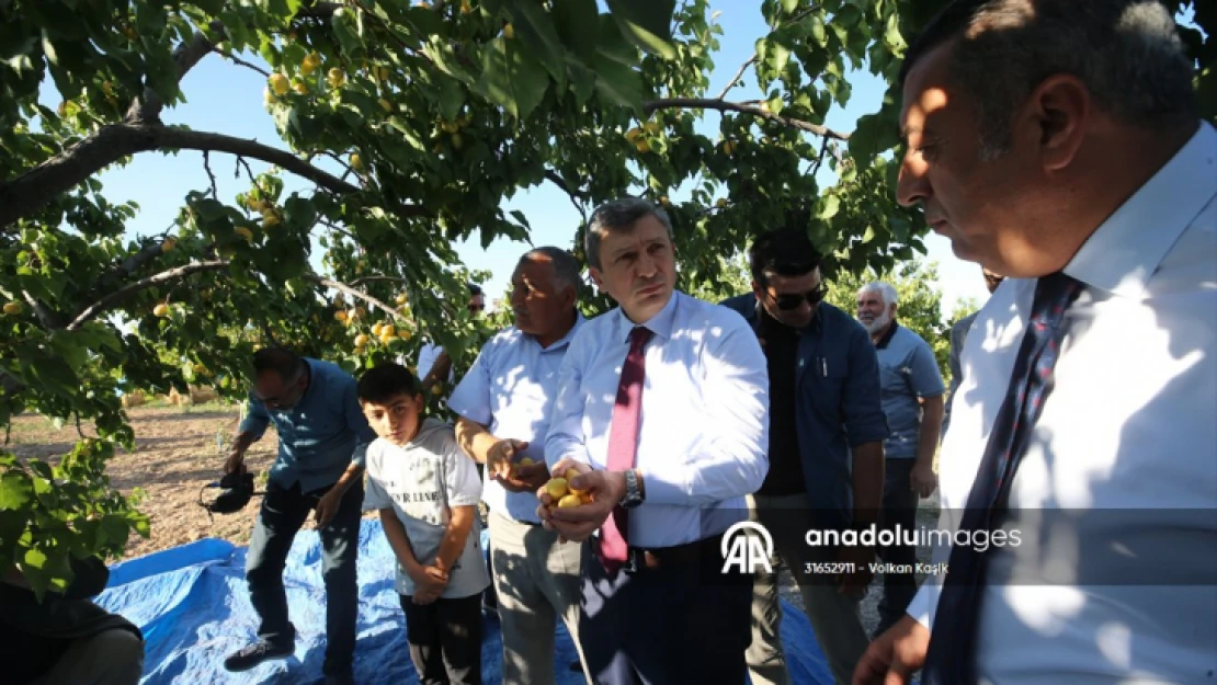 Malatya'da kayısı hasat günü etkinliği yapıldı