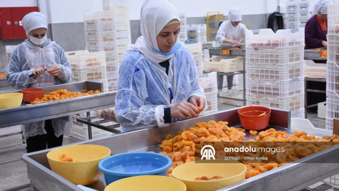 Malatya'da kuru kayısının işlenme süreci basına tanıtıldı