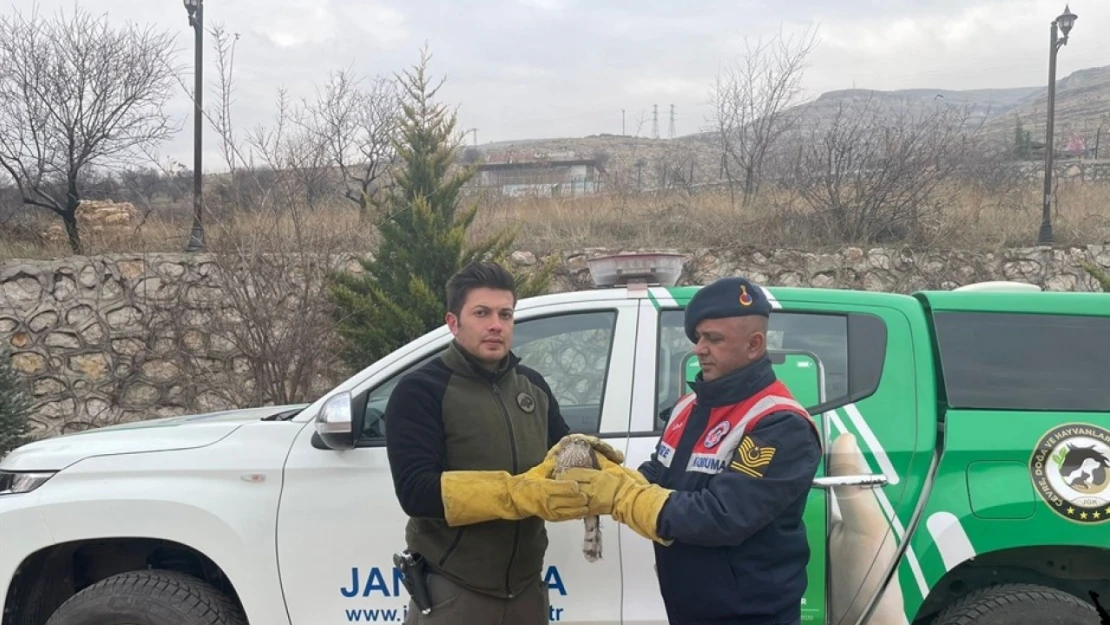 Malatya'da yaralı bulunan atmaca tedavi altına alındı