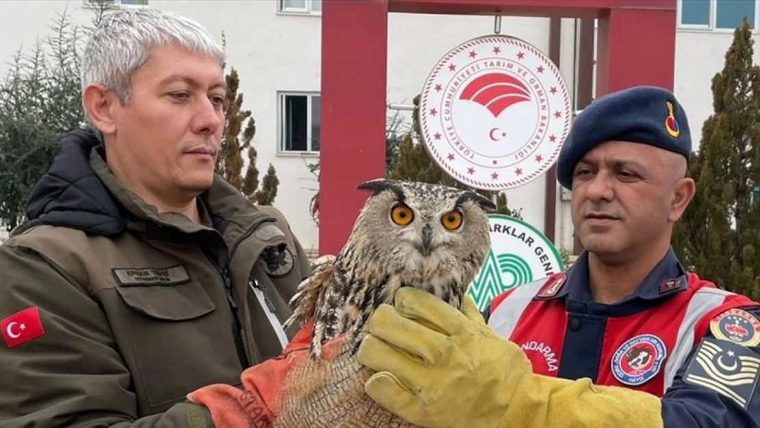 Malatya'da yaralı bulunan kulaklı orman baykuşu tedavi altına alındı