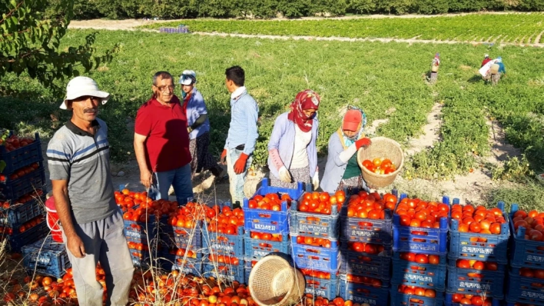 Sebze Üreticisi Yine Perişan...