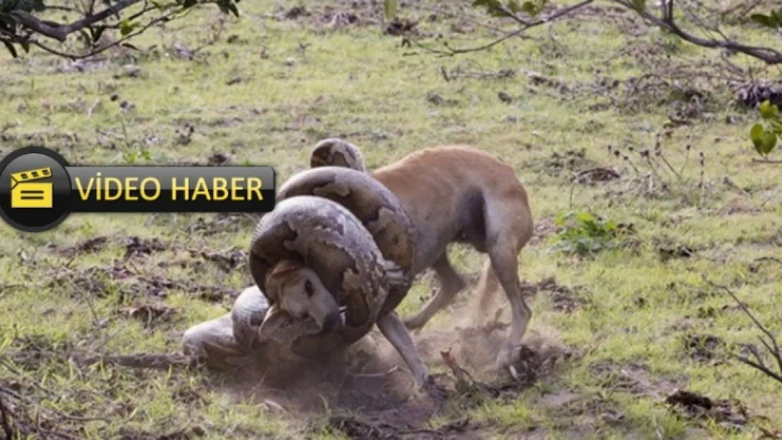 Dev pitonla köpeğin tüyler ürperten savaşı!