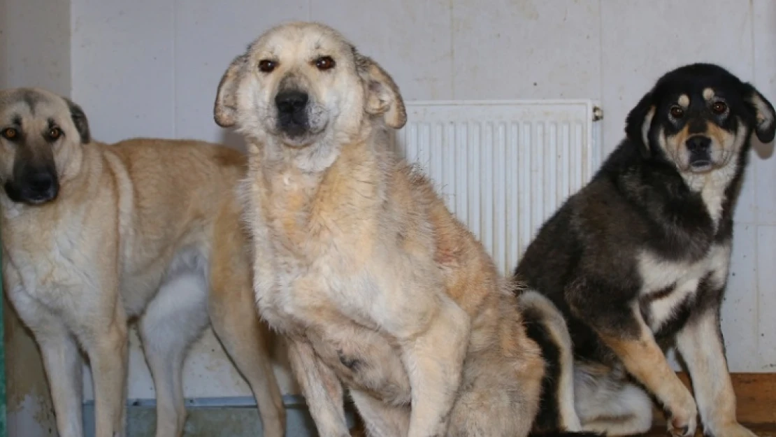 Polatlı'dan Gelen Köpekler Sağlıklarına Kavuşuyor