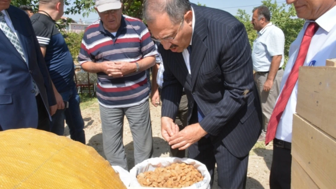 Vali Kaban, İncelemelerde Bulundu