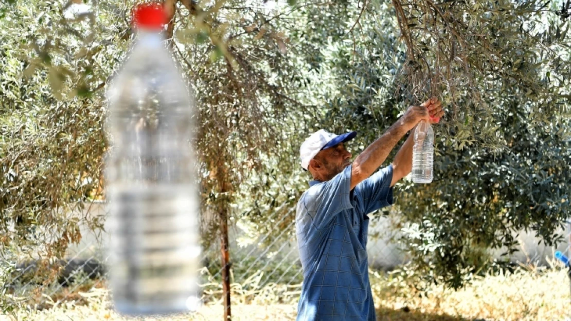 50 bin zeytin ağacı böyle kurtuldu