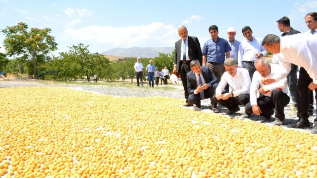 Malatya'da Kayısı Hasadı Başladı