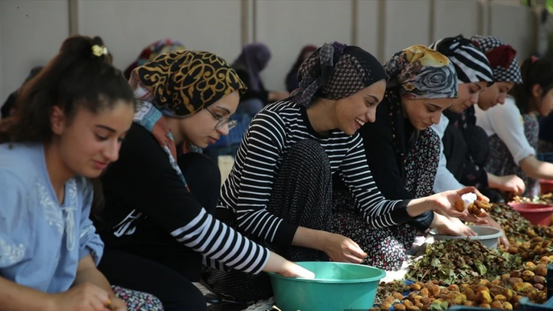 Mevsimlik tarım işçileri kayısı mesaisinde