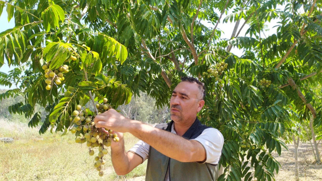 Sıfır Atık İçin Tavsiye Edildi  Orman Genel Müdürlüğü Üretti!